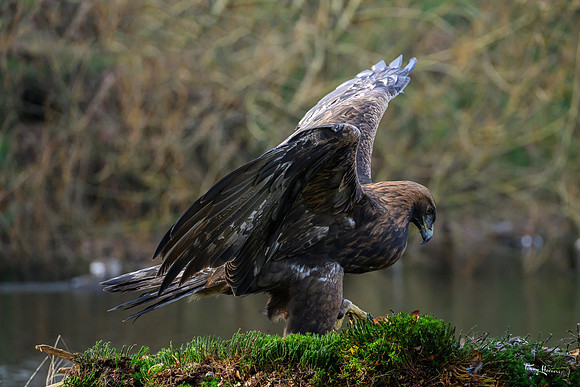 valk_roofvogels_TH_1277