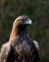 valk_roofvogels_TH_1281