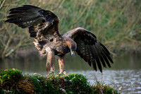valk_roofvogels_TH_1280
