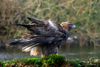 valk_roofvogels_TH_1279