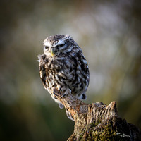 valk_roofvogels_TH_1284