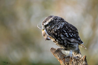 valk_roofvogels_TH_1286