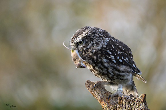 valk_roofvogels_TH_1286