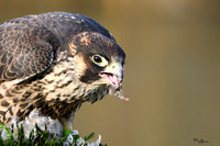 valk_roofvogels_TH_1285