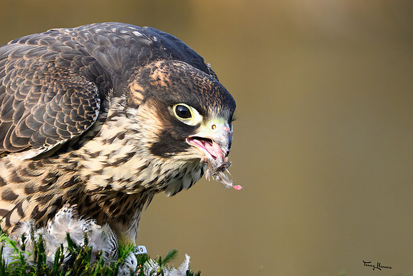 valk_roofvogels_TH_1285