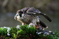 valk_roofvogels_TH_1283