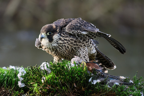 valk_roofvogels_TH_1283