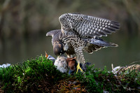 valk_roofvogels_TH_1282