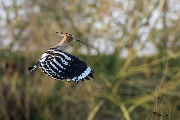 valk_roofvogels_TH_1287