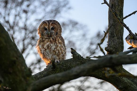 valk_roofvogels_TH_1302