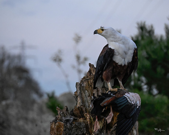 valk_roofvogels_TH_1303