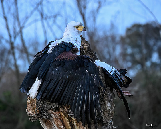 valk_roofvogels_TH_1305