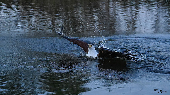 valk_roofvogels_TH_1304
