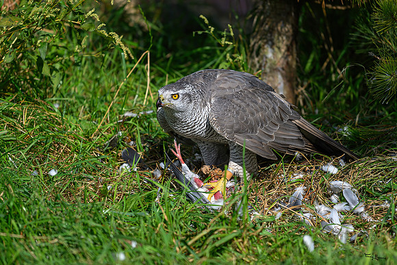 valk_roofvogels_TH_1721