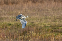 rondje_scoot_TH_1312