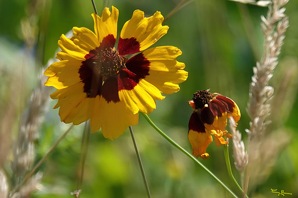 bloemetjes_TH_1396