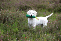 009 winnaar Augustus