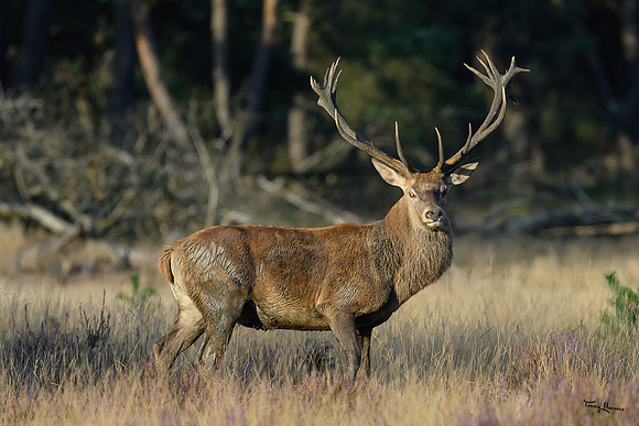 hogeveluwe_TH_1589
