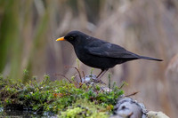 vogelhut-alblasserwaard-TH_0478