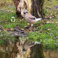 vogelhut-alblasserwaard-TH_0480
