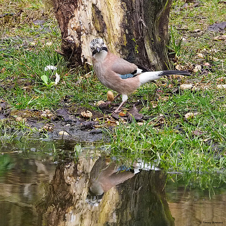 vogelhut-alblasserwaard-TH_0480