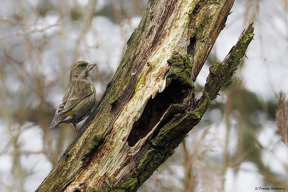 vogelhut-alblasserwaard-TH_0493