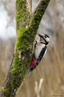 vogelhut-alblasserwaard-TH_0490