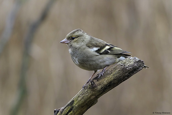 vogelhut-alblasserwaard-TH_0494
