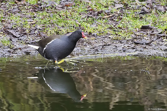 vogelhut-alblasserwaard-TH_0485