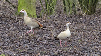 vogelhut-alblasserwaard-TH_0487