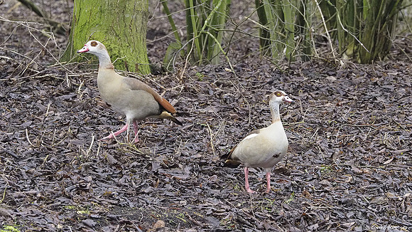 vogelhut-alblasserwaard-TH_0487