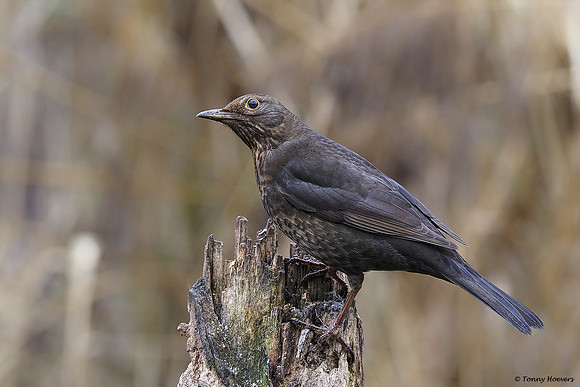 vogelhut-alblasserwaard-TH_0491