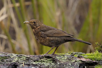 vogelhut-alblasserwaard-TH_0486