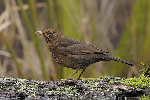 vogelhut-alblasserwaard-TH_0486