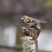 vogelhut-alblasserwaard-TH_0476