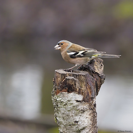 vogelhut-alblasserwaard-TH_0476