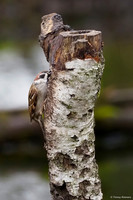 vogelhut-alblasserwaard-TH_0477