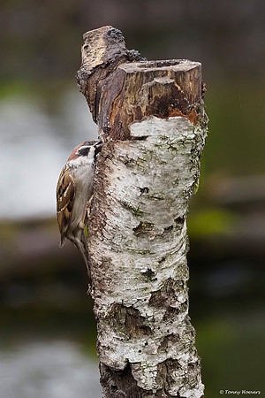 vogelhut-alblasserwaard-TH_0477