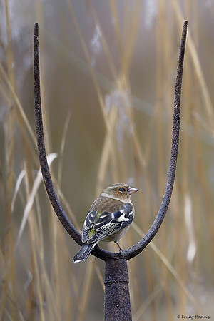 vogelhut-alblasserwaard-TH_0505