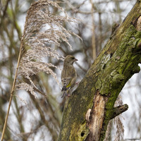 vogelhut-alblasserwaard-TH_0492