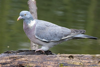 vogelhut-alblasserwaard-TH_0474