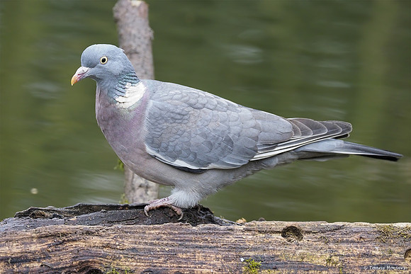 vogelhut-alblasserwaard-TH_0474