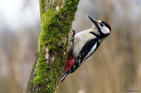 vogelhut-alblasserwaard-TH_0488