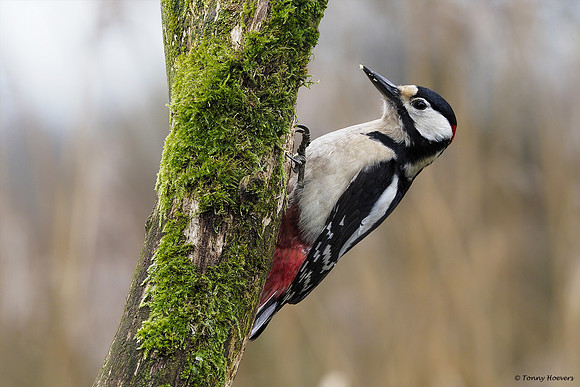 vogelhut-alblasserwaard-TH_0488