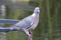 vogelhut-alblasserwaard-TH_0473