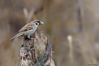 vogelhut-alblasserwaard-TH_0482