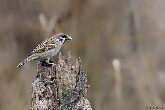 vogelhut-alblasserwaard-TH_0482