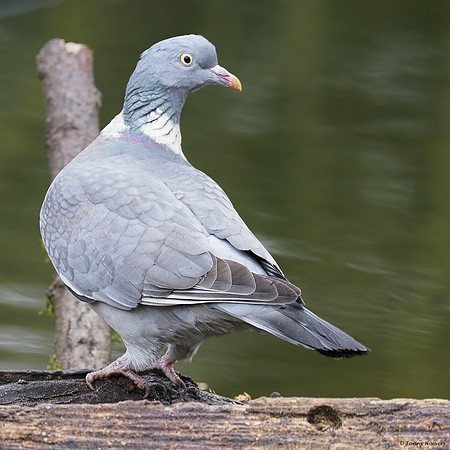 vogelhut-alblasserwaard-TH_0475