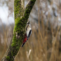 vogelhut-alblasserwaard-TH_0489
