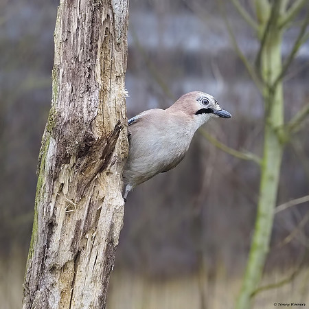 vogelhut-alblasserwaard-TH_0497